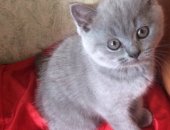Продам британская, самец в Москве, Предлагаются вашему вниманию британские котятки
