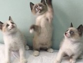 Продам тайская, самка в Москве, Замечательные котики и кошечки самой редкой породы Сноу