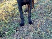 Продам собаку кане корсо, самец в Тимашевске, Продаётся щенок - возраст 6 месяцев