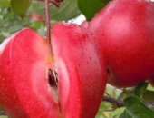 Продам семена в Саратовской области, Саженцы красномясых яблонь 2-х летки следующих
