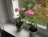 Продам комнатное растение в Москве, пеларгонию, Выращена из семян, Цветки нежные