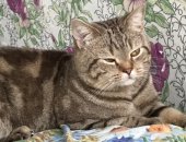 Продам британская, самец в Белове, Шотландец, Предлагается шотландский кот для вязки, Кот