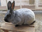 Продам заяца в Москве, кролики мясных пород: Серебристый, Калифорнийский, Белый великан