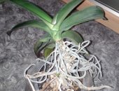 Продам комнатное растение в Иванове, орхидею фаленопсис в стеклянном шаре, Растёт давно