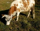 Продам в Новоалтайске, Коровы обе стельные, краснопестрая 5 телком, черная 2 телком