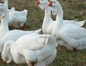 Продам с/х птицу в Можайске, семья Холмогорских гусей, возраст два года, две гусыни и