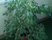 Продам комнатное растение в Волгограде, Фикус, примерно 150см, торг уместен