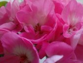 Продам комнатное растение в Челябинске, Герань голландская, герань розовую, белую