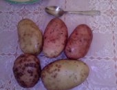 Продам овощи в Ухте, свежий картофель из Седью 450 р, за ведро 12 л, От 20 двёдер 400