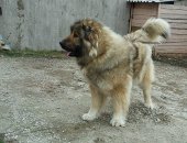 Продам собаку кавказская овчарка в Ульяновске, Щенки кавказской овчарки, Крупные щенки