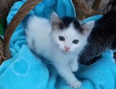 Продам кошку, самец в Воронеже, Котят подарю, Глазастенькие, пушистые, ласковые,
