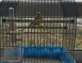 Продам птицу в Перми, Волнистый попугай с клеткой, В подарок к попугаю Корм, Клетка и