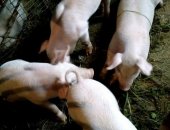Продам свинью в Перми, Поросята порода ландрас от 2500 до 3500 в зависимости от возраста