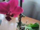 Продам комнатное растение в Саратовской области, Фаленопсис, сорт Сарасто, посаде в