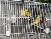 Продам птицу в Ростове-на-Дону, канарейки овсяночного напева: самки 2017 и 2018 г