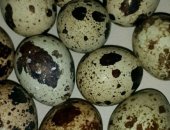 Продам яица в Абакане, Bпервыe в Xaкaсии перепелиHые яйцA обогащенHые CелEHOM И BитамиHOM