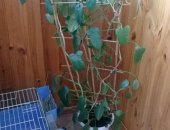Продам комнатное растение в Челябинске, Листья с 2/3 ладони, при увеличении горшка