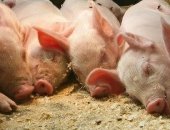 Продам свинью в Артемовском, Поросята, поросята возрастом от 1 месяца, Мясо свинина