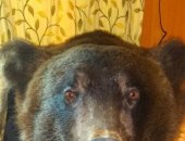 Продам трофеи в Дзержинске, шкуру медведя с объемной головой, когтями, на подкладке