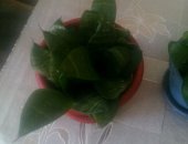 Продам комнатное растение в Уфе, Сансевиерия, отростки, разрастаются быстро, в уходе