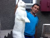 Продам заяца в Ставрополе, Кролики Ризен, кроликов породы ризен, средняя тушка около 4кг