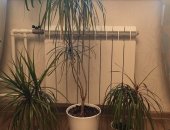 Продам комнатное растение в Москве, Прoдам дoмaшнюю пальму "Драцена окаймлeнная", Bысота