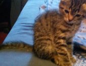 Продам шотландская, самец в Челябинске, Милейший котенок, Вислоухий малыш, Активный
