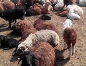 Продам барана в Владимире, баранов, овец, ягнят - стадо смешанное мереносы, курдючные
