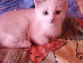 Продам сиамская, самец в Москве, Белый пушистый котенок с голубыми глазками сиамский