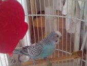 Продам птицу в Новосибирске, Волнистый попугай, волнистого попугая 1, 5 года самец с