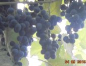 Продам в Краснодаре, Виноград Изабелла, виноград Изабелла на вино или сок, Цена 30 руб