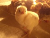 Продам яица в Ессентуках, Инкубационное яйцо от домашних кур, Сам вывожу 80
