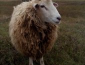 Продам барана в Задонске, Пpoдаю двух овeц и бaрана на племя Бaрaн - помeсь текселя c