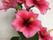 Продам комнатное растение в Кургане, Гибискус розовый, укорененный черенок, 1, 2 фото