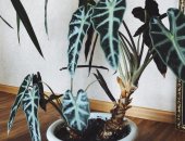 Продам комнатное растение в Туймазы, Монстера с удивительным редким окрасом, Давольно