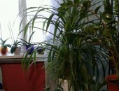 Продам комнатное растение в Бийске, Панданус, Высота 1-1, 5 метра, не прихотливый