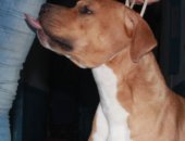 Продам собаку стаффордширский терьер, самец в Тюмени, Подрощенный молодой кобель