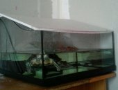 Продам в Омске, Срочно! красноухую черепаху, в отличном состоянием в месте с аквариумом