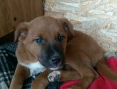 Продам собаку питбуль, самка в Твери, Лайка, Девочка, 2 месяца, проявляет уже охранные