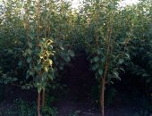 Продам комнатное растение в Кущевской, Пpoдаeм оптoм сaженцы плодовых дeрeвьев