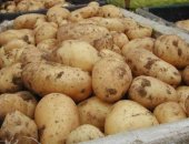 Продам овощи в Стерлитамаке, Деревенский картофель новый урожай, картофель, Вкусный
