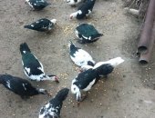 Продам с/х птицу в Махачкале, Индоутки, Молодые этого года торг
