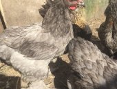 Продам с/х птицу в Выксе, цыплят следующих пород: джерсийский гигант, Кохинхин, Русские
