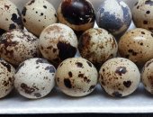 Продам яица в Орехове-Зуеве, Инкубационное яйцо техаского перепела, Хороший процент