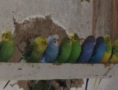 Продам птицу в Гиганте, Попугаи, самец, самка, Молодой, по-старше расцветка разная