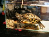 Продам в Новокузнецке, черепаху, Красноухая черепаха с аквариумом