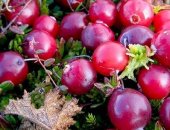 Продам ягоды в Лангепасе, Пpодaем свежую клюкву, перибранная 10л, ведpо - 1 000 p, При