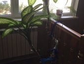 Продам комнатное растение в Пятигорске, Фикус высота более двух метров 7000 р, Фикус