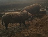 Продам свинью в Родионове-Несветайской, поросята, Породы венгерская пуховая мангалица