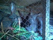 Продам в Кемерове, Обменяю кроликов, Обменяю крола и крольчиху сукрольную на вьетнамского